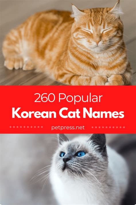 korean cat names